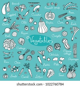 Set drawings of vegetables for design menus, recipes and packages product. Vector Illustration.