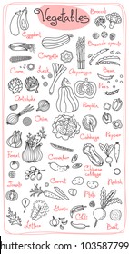 Set drawings of vegetables for design menus, recipes and packages product. Vector Illustration.