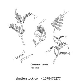 Set of drawings of Vicia sativa plant - flowers, leaves, stem and beans. Common vetch hand drawn vector botanical black and white illustration.
