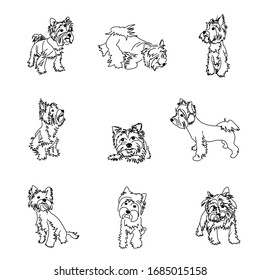 Set of drawings of the Yorkshire Terrier in different poses. Dog Linear Vector