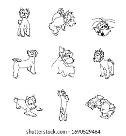 Set of drawings of the Yorkshire Terrier in different poses. Dog Linear Vector