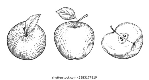 Set of drawn apples. Fruits. Vegan food. Vector illustration.