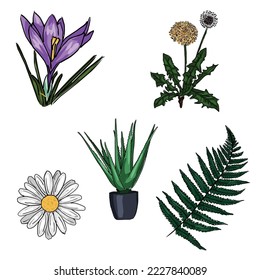 set of drawn colored flowers. cartoon sketch on a white background