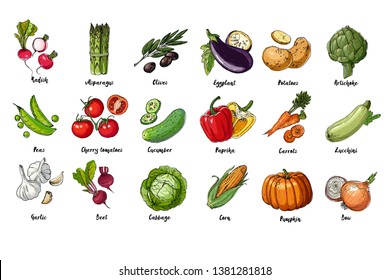 Set of drawn colored vegetables. Fresh harvest. Farm products. Pumpkin, asparagus, olives, peas, cherry tomatoes, cucumber, garlic, beets, cabbage, Eggplant, potatoes, artichokes, peppers, carrots