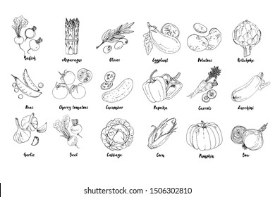 Set of drawn colored vegetables. Fresh harvest. Farm products. Pumpkin, asparagus, olives, peas, cherry tomatoes, cucumber, garlic, beets, cabbage, Eggplant, potatoes, artichokes, peppers, carrots