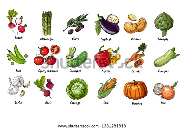 Set of drawn colored vegetables. Fresh harvest.
Farm products. Pumpkin, asparagus, olives, peas, cherry tomatoes,
cucumber, garlic, beets, cabbage, Eggplant, potatoes, artichokes,
peppers, carrots
