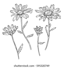 Set of drawn with ink daisies flowers. Vector illustration. Page for coloring