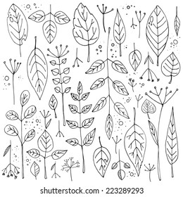 Set drawn leaves, ornamental leaves. Vector elements.