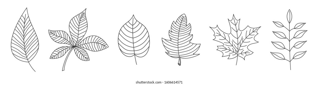 Set of drawn leaves in thin line style. Linear leaves icons. Outline leaves isolated. Vector illustration.