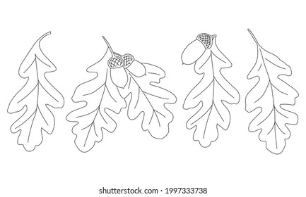 Set. Drawn oak leaves with acorns. For decorating postcards, covers, books, texts. Vector outline illustration in doodle style