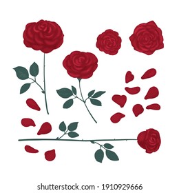 Set of drawn roses bright red color. Vector illustration