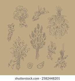 A set of drawn sketches of a healer and witchcraft. Herbs and mushrooms gathered in bunches.