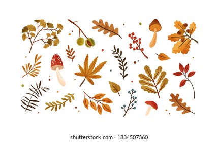 Set of dried autumn leaves, berries and mushrooms vector flat illustration. Collection of various chestnut, acorn, branches and foliage isolated on white. Beautiful seasonal rowanberries and oak leaf