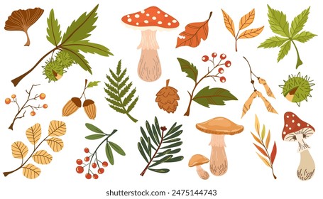 Conjunto de hojas secas de otoño, bayas y setas. Colección de varios castaños, bellotas, ramas y follaje. Hermosas bayas serranas y hoja de roble. Ilustración plana de Vector.