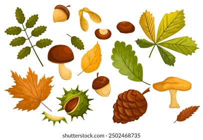 Set of dried autumn leaves, berries and mushrooms. Collection of various chestnuts, acorns, branches and foliage. Beautiful seasonal leaves of chestnut, maple and oak leaf. Vector flat illustration.