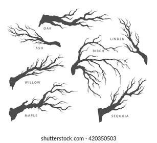 set of dried branches of trees with their names