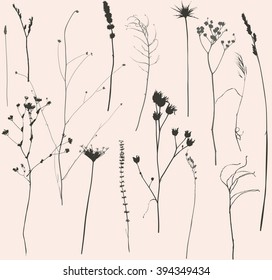 set of dried flowers and grass silhouette, isolated objects