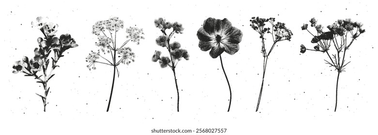 Set dried flowers retro photocopy style. The effect of grain and dotted lines. Vector.