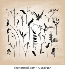 Set of dried flowers silhouettes.  Vector illustration.