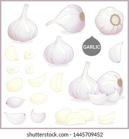 Set of dried garlic vegetable spice in various cuts and styles in vector illustration format 
