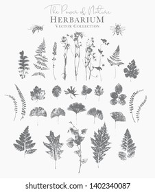 Set of dried herbs and natural plants and bees - herbarium logo collection on white background