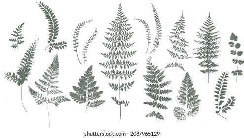 Set of dried herbs and natural plants and bees - herbarium logo collection on white background. Vector illustration