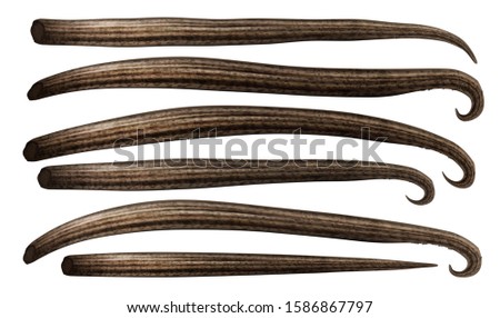 Set of dried organc vanilla sticks isolated on white background. Realistic. Gradient mesh used. Vector illustration. Stock photo © 