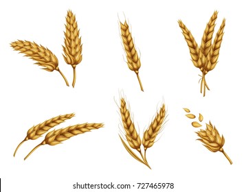 Set of dried wheat ears, bunch of ripe cereals, peeled whole grain realistic vector illustration isolated on white background. Gold wheat collection for bakery, agricultural, farming ad design element