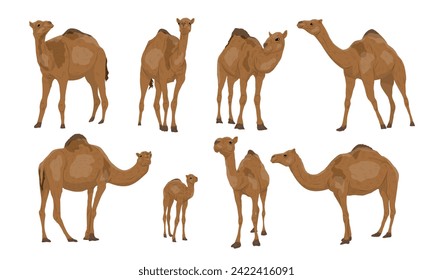 Conjunto de camellos Dromedary Camelus dromedarius. Los camellos adultos y sus terneros se paran y caminan. Animales vectoriales realistas