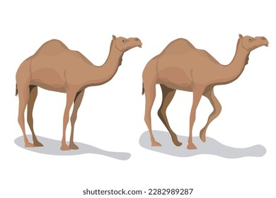 Set of dromedary camels isolated on white background. Vector illustration. 