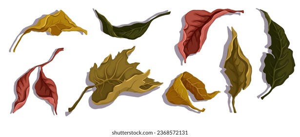 Set of dry autumn leaves.Vector graphics.