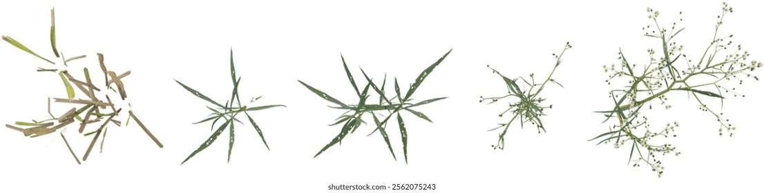 set of Dry grass,Conyza plants on transparent background from the top view