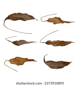 Set. A dry leaf of a houseplant. Vector illustration