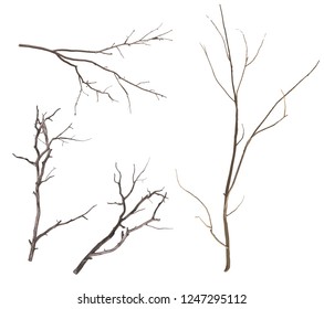 Set of dry tree branch silhouette, isolated on white background