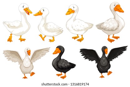 Set of duck character illustration