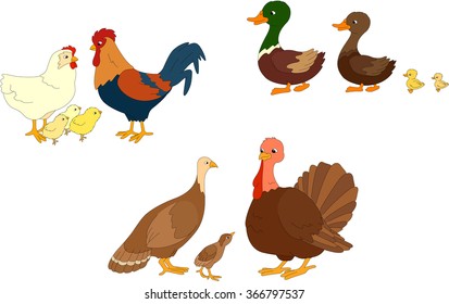 Set of duck, duckling, drake, cock, hen, chicks, turkey mother, father and poult. Vector illustration for kids