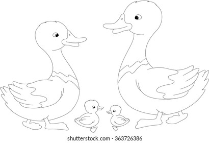 Set of duck, duckling and drake. Vector illustration for kids. Coloring book