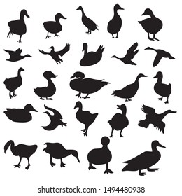 Set of Duck Silhouette collection vector illustration with many style from fly,peck,swim,walk and the other