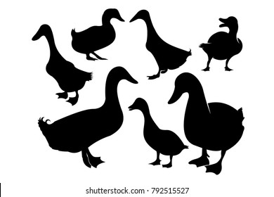 Set of Duck Silhouette collection vector illustration