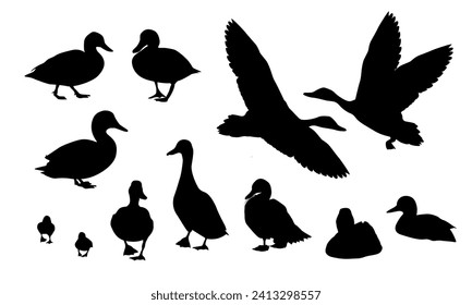 Set of duck silhouettes. Mallard duck Anas platyrhynchos. Realistic vector illustration of wild birds of Europe, America and North Africa.