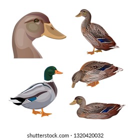 Set of ducks in different poses. Vector illustration isolated on the white background