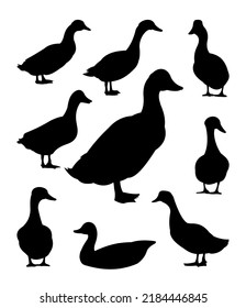 Set of Ducks graze in pasture. Picture silhouette. Farm pets. Domestic poultry. Isolated on white background. Vector.