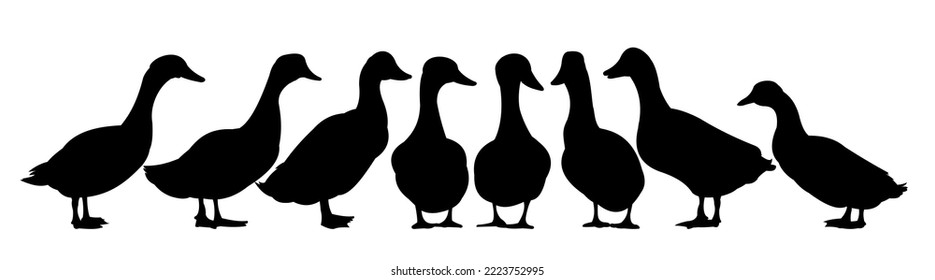 Set of Ducks graze in pasture. Picture silhouette. Farm pets. Domestic poultry. Isolated on white background. Vector.