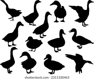 Set of Ducks Silhouette, Birds, Poultry, Flying