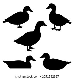 Set Ducks Silhouettes Different Poses Vector Stock Vector (Royalty Free ...