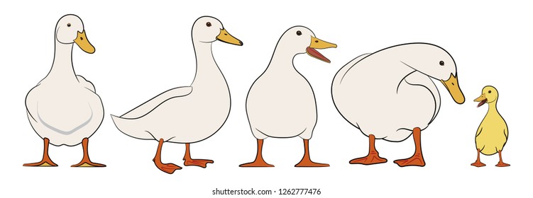 Set Ducks Vector Illustration Stock Vector (Royalty Free) 1262777476 ...