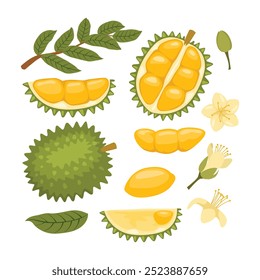 Conjunto de dibujos animados de colección de kit de icono plano de fruta de durión con durión en rodajas, rama de flores y hojas, frutas tropicales de verano para un estilo de vida saludable. Durión, fruta entera y Ilustración vectorial de trozo