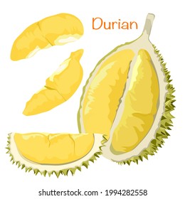 Conjunto de ilustración de vector durión.