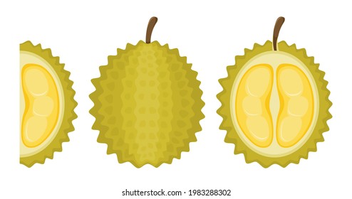 Set of durians fruits and sliced durians (whole, half, slice) isolated on white background with cartoon style.