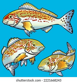 Juego de peces Dusky Morwong para paquete premium